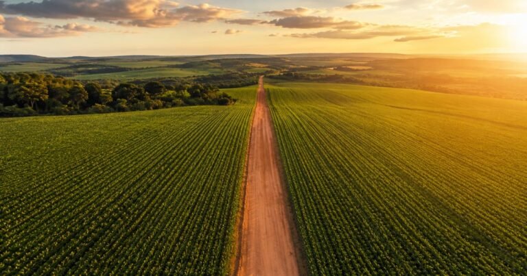 Vista aérea de plantação agrícola representando os imóveis rurais do fundo RZTR11